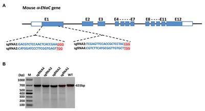 CRISPR/Cas9-Mediated α-ENaC Knockout in a Murine Pancreatic β-Cell Line